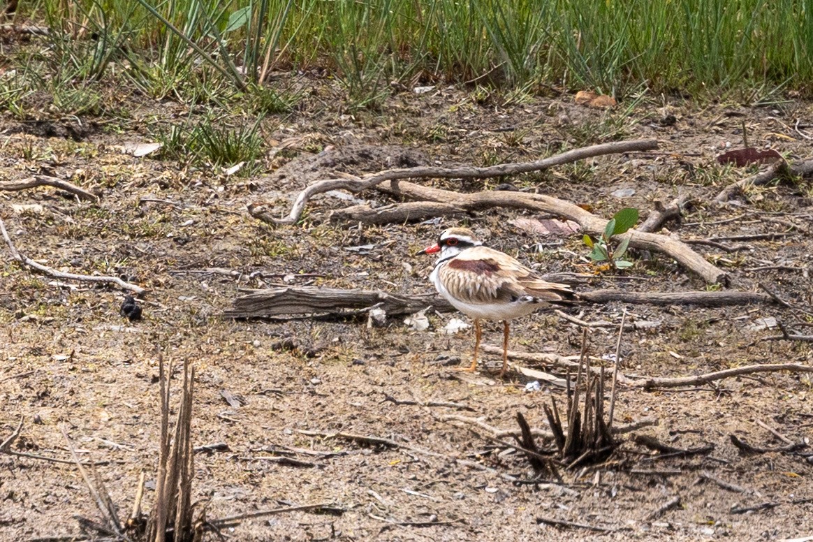 kulík černočelý - ML646440132