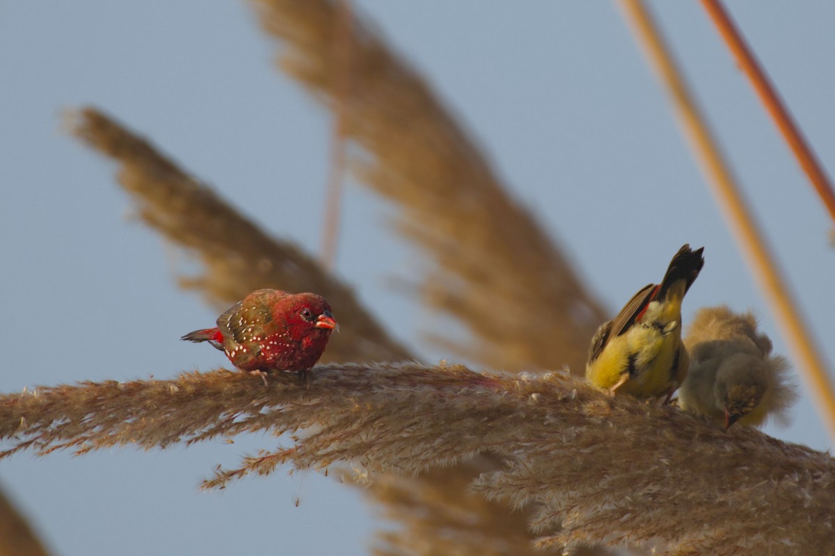 Red Avadavat - ML646440133