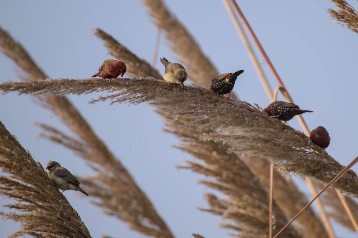 Red Avadavat - ML646440134