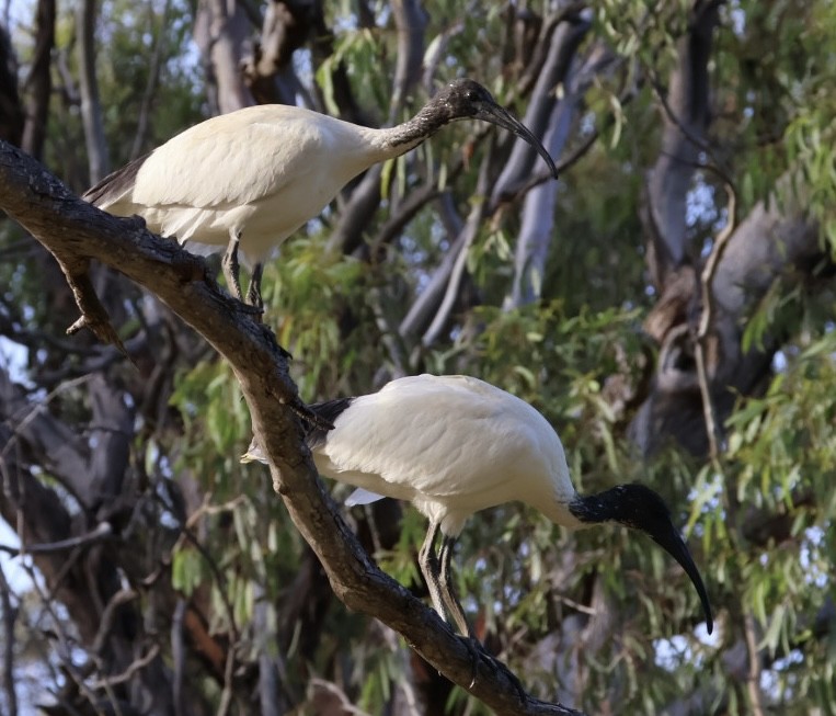 Australian Ibis - ML646440136