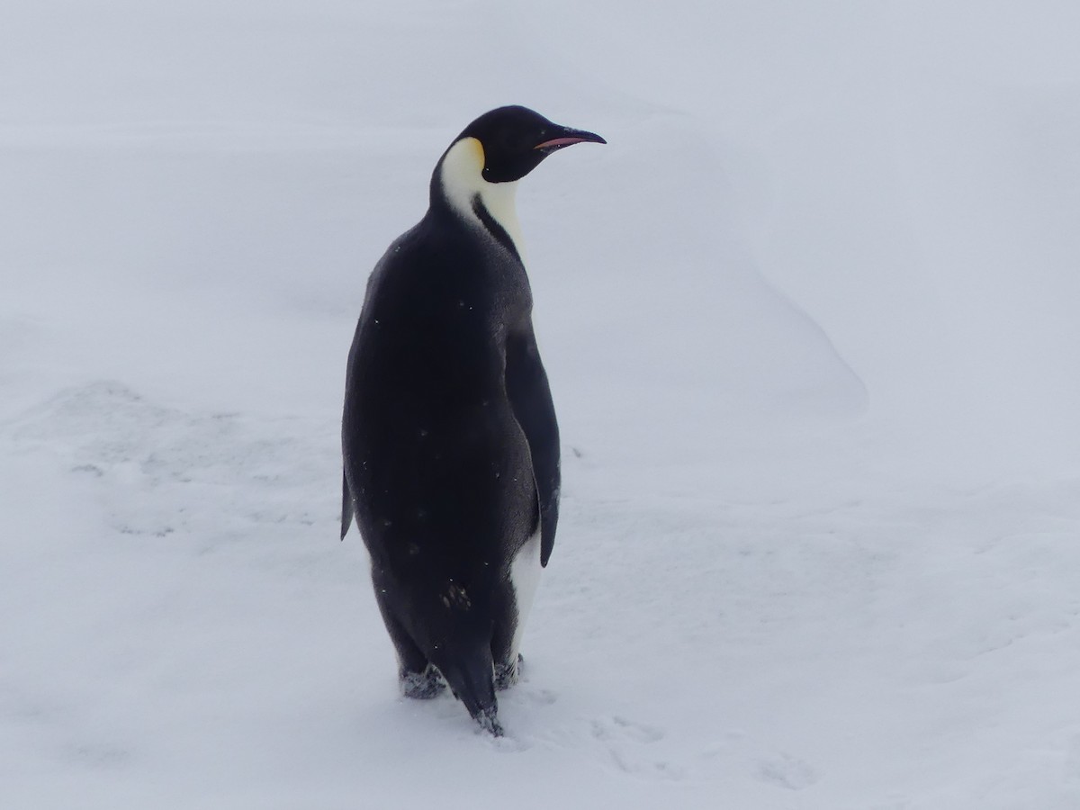 Emperor Penguin - ML646440137