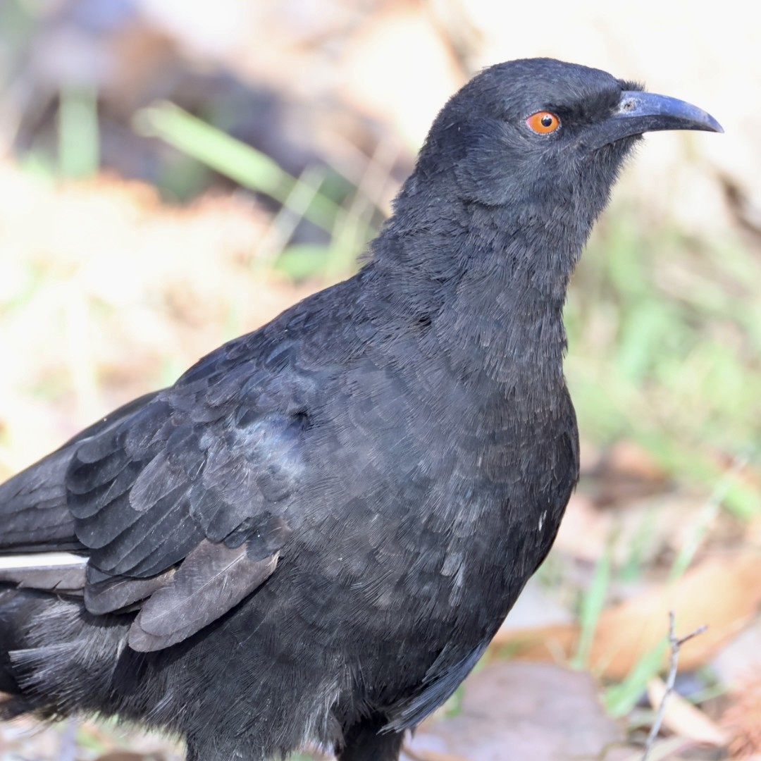 White-winged Chough - ML646440139