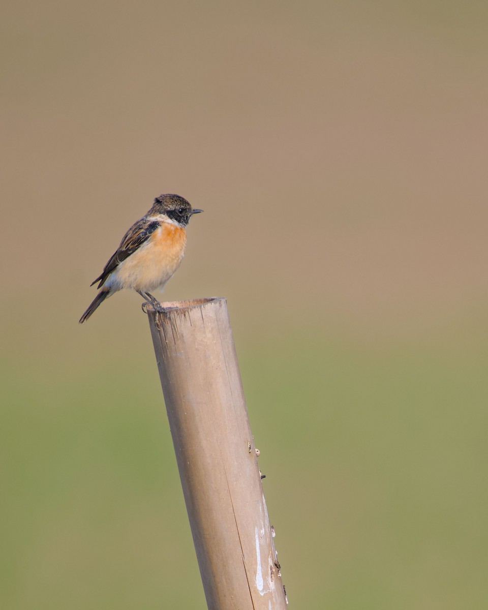 Siberian Stonechat - ML646440140