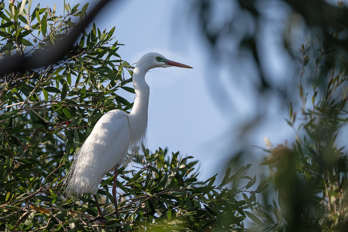 Plumed Egret - ML646440142