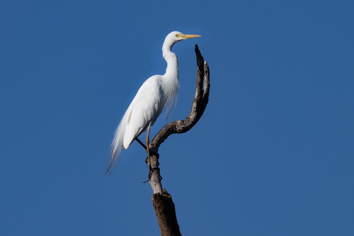 Plumed Egret - ML646440143