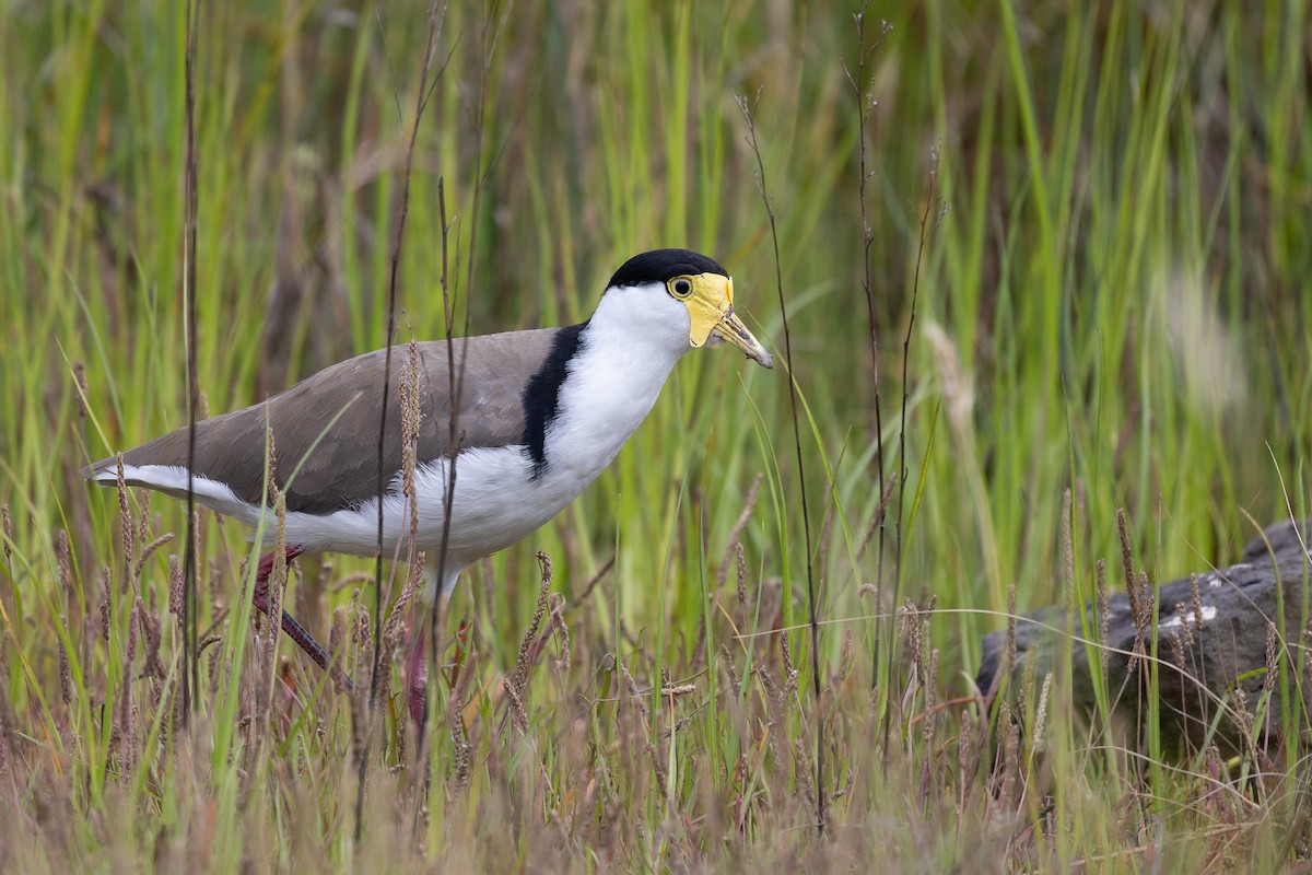 Masked Lapwing - ML646440145