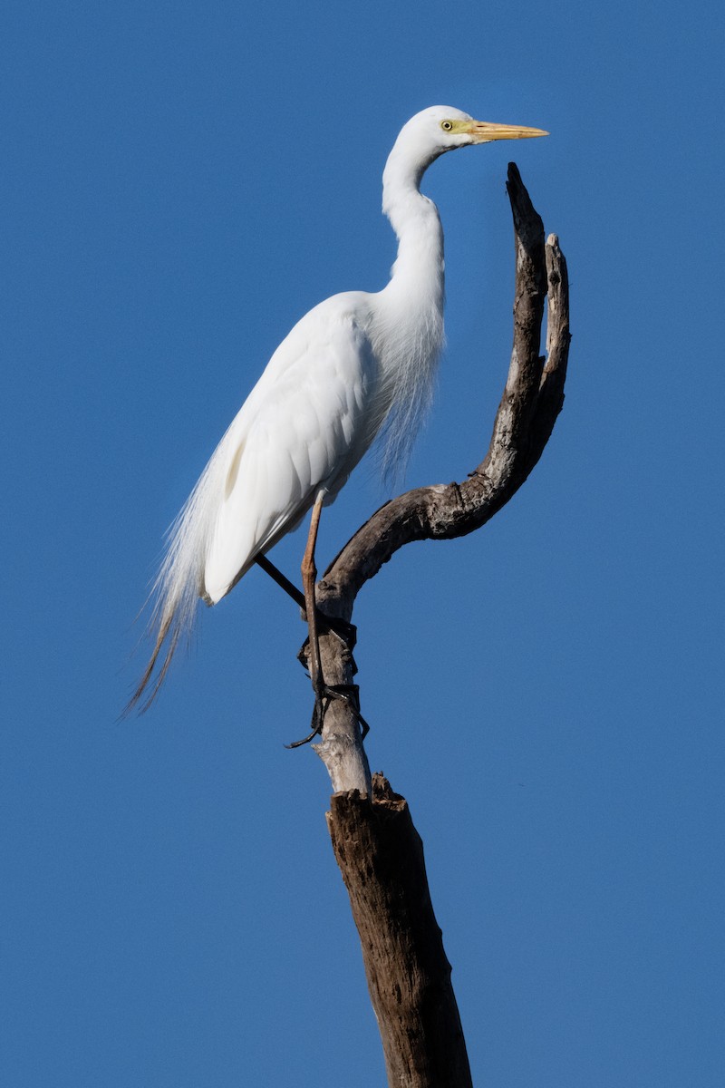 Plumed Egret - ML646440146