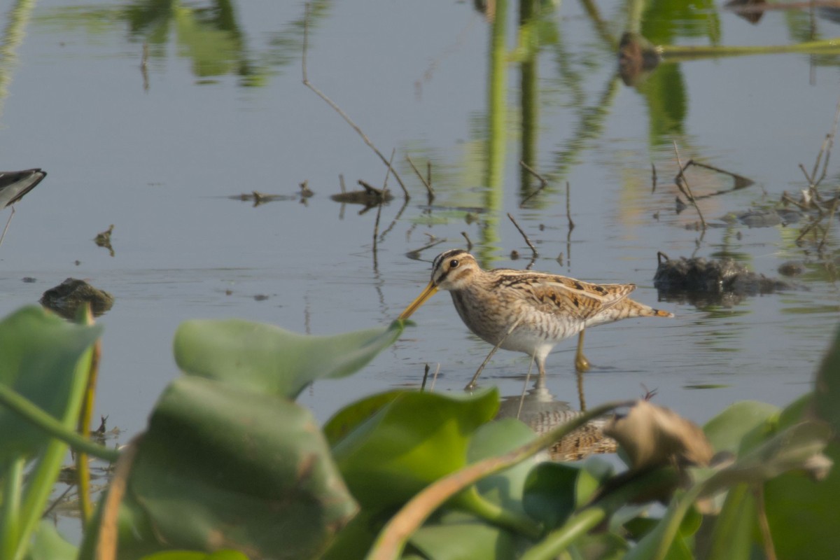 Common Snipe - ML646440147