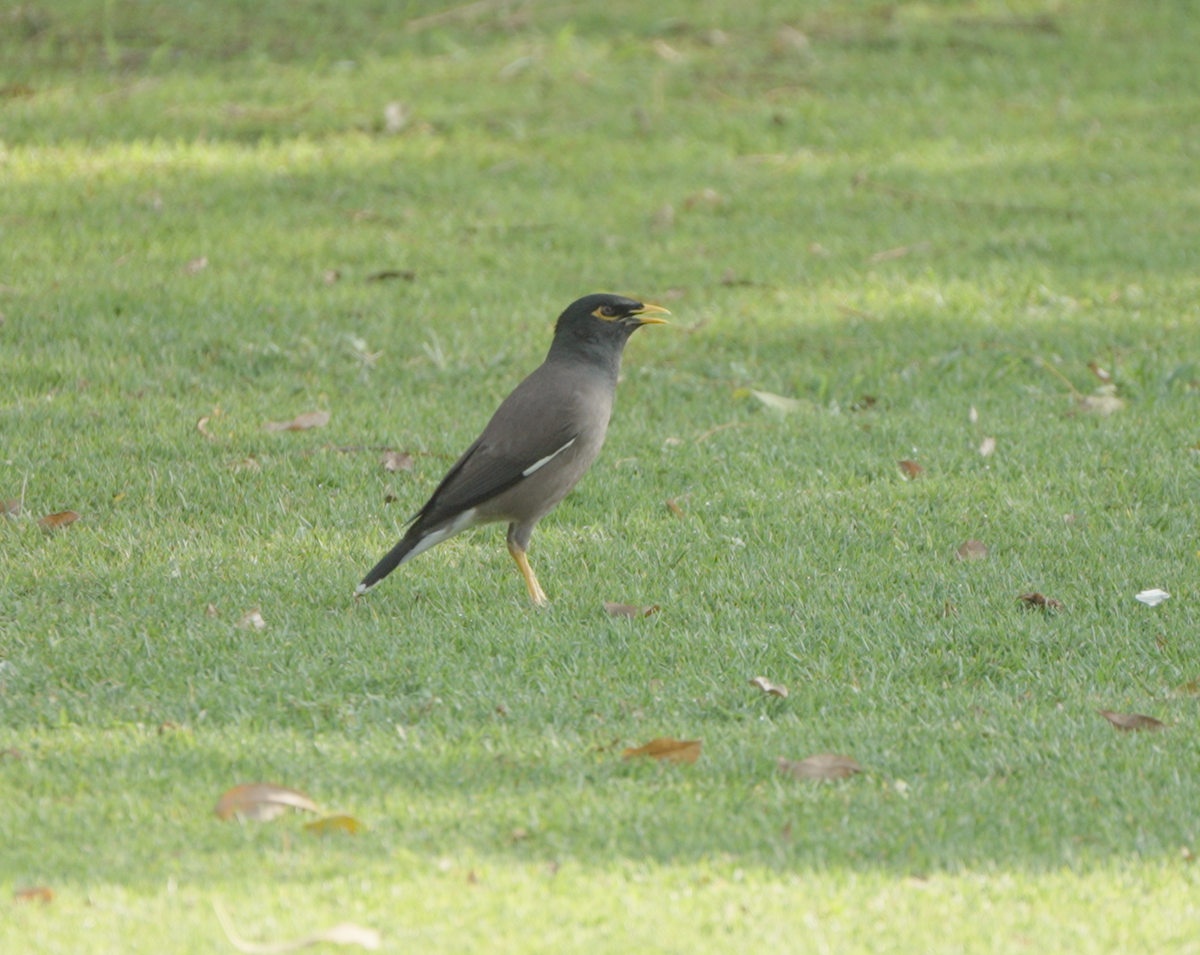 Common Myna - ML646440148
