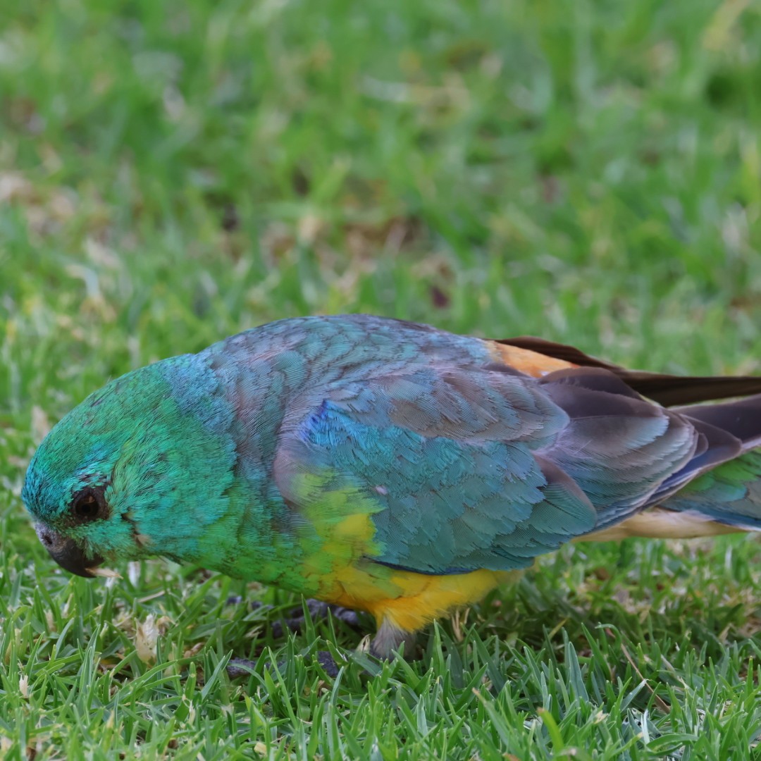 Red-rumped Parrot - ML646440149
