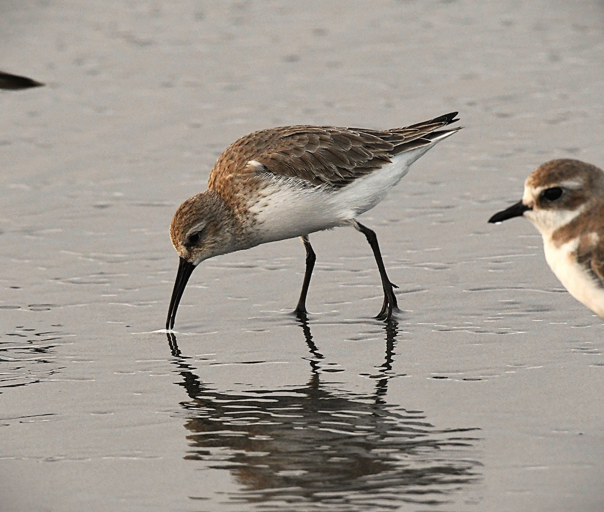 Хар элсэг - ML646440151