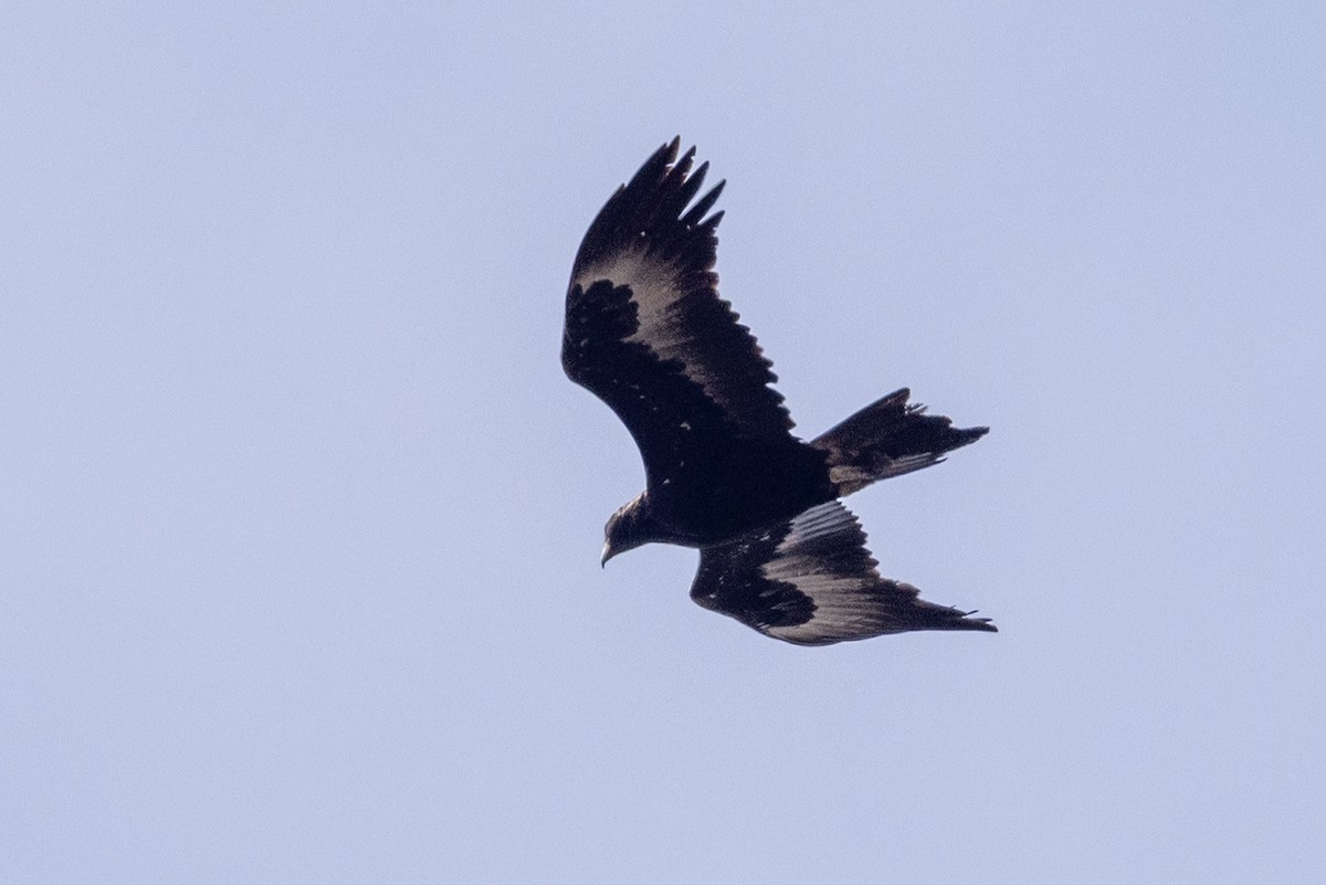 Wedge-tailed Eagle - ML646440155