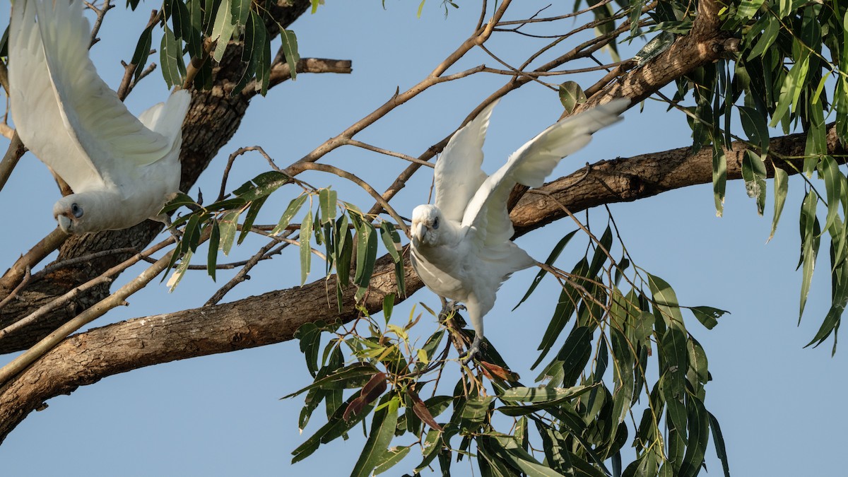 Little Corella - ML646440156