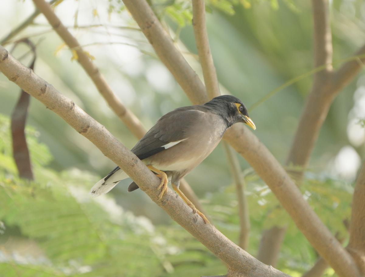 Common Myna - ML646440157