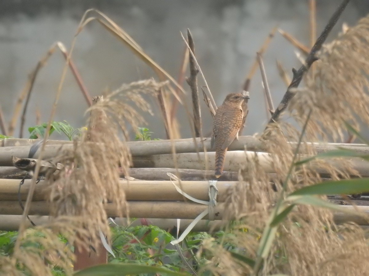 Plaintive Cuckoo - ML646440161