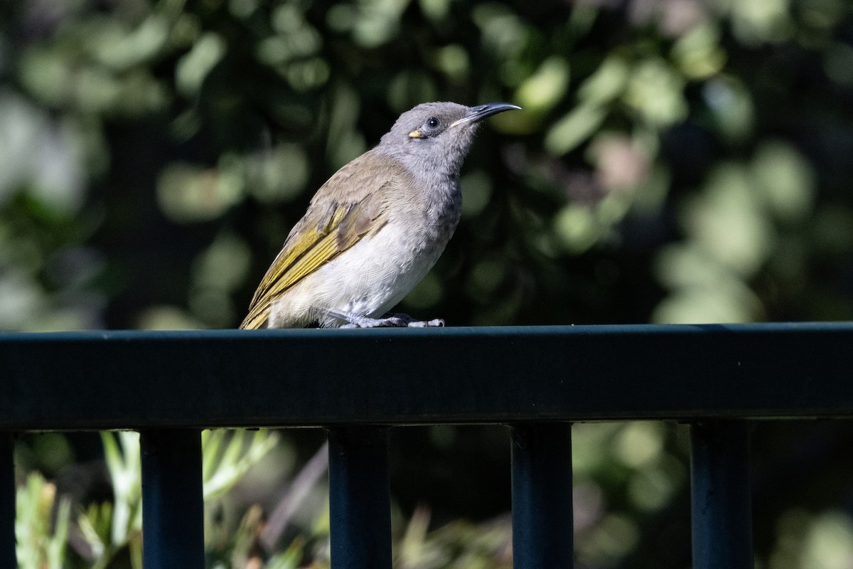 Brown Honeyeater - ML646440162