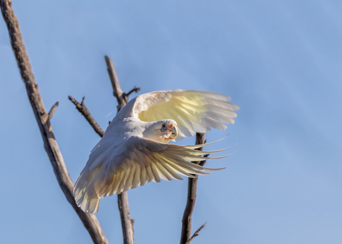 Little Corella - ML646440163