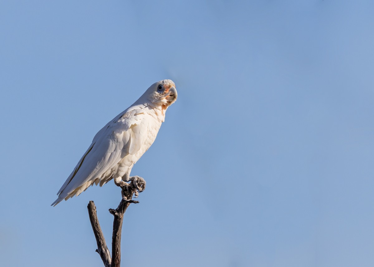 Little Corella - ML646440164