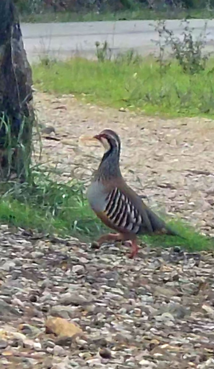 Red-legged Partridge - ML646440165