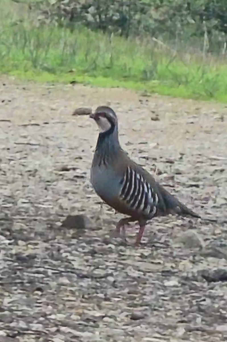 Red-legged Partridge - ML646440166