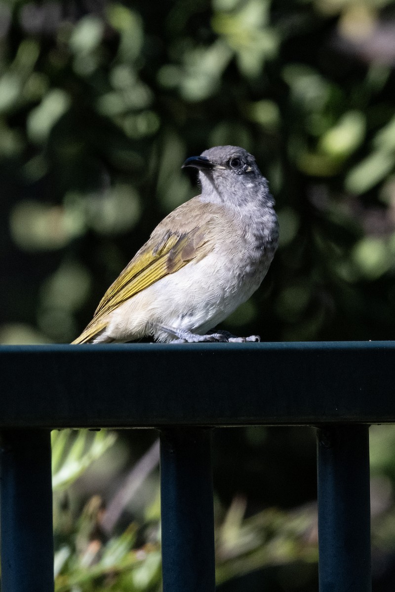 Brown Honeyeater - ML646440167
