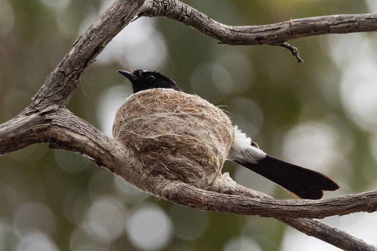 Willie-wagtail - ML646440168