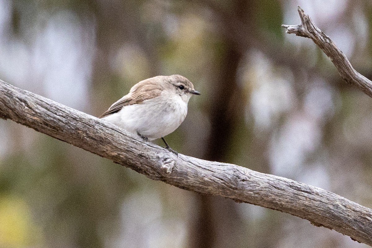 Jacky-winter - ML646440170