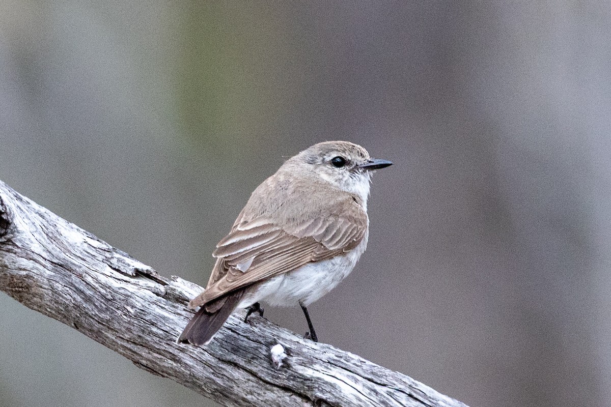 Jacky-winter - ML646440171