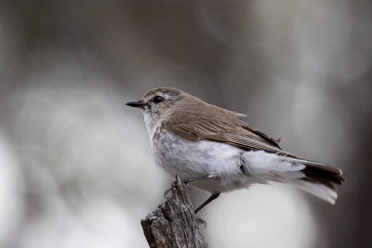 Jacky-winter - ML646440172