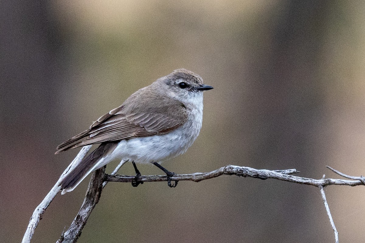 Jacky-winter - ML646440173