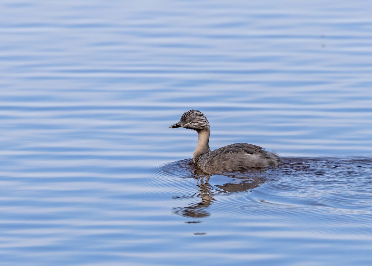 Hoary-headed Grebe - ML646440176