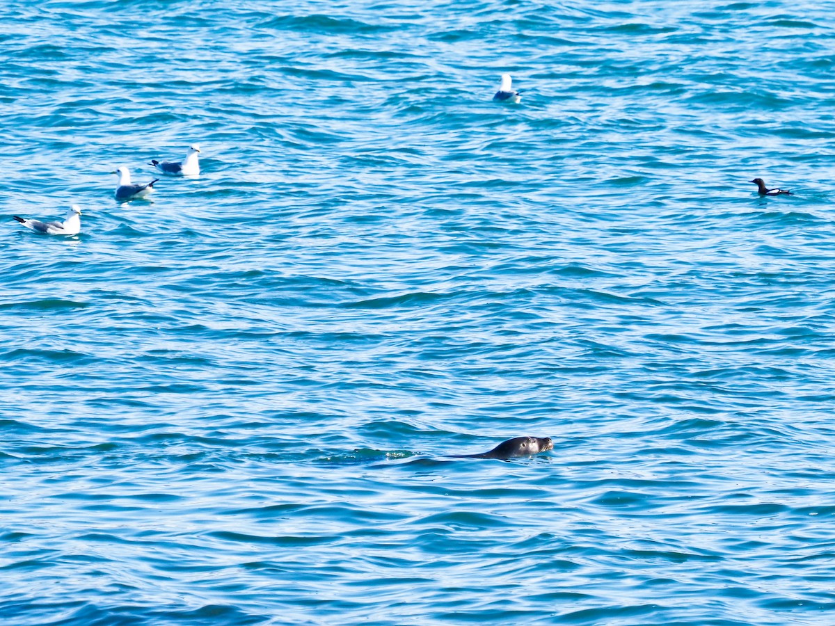 racek tříprstý - ML646440177