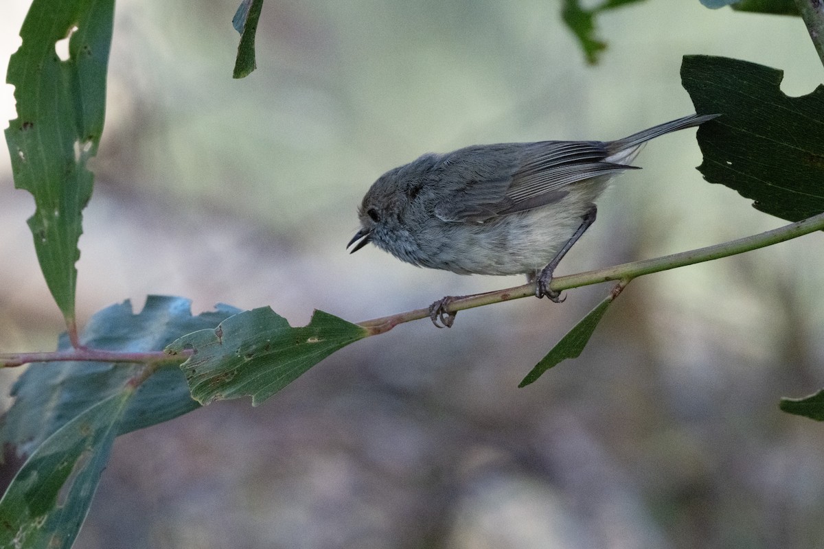 Brown Thornbill - ML646440183