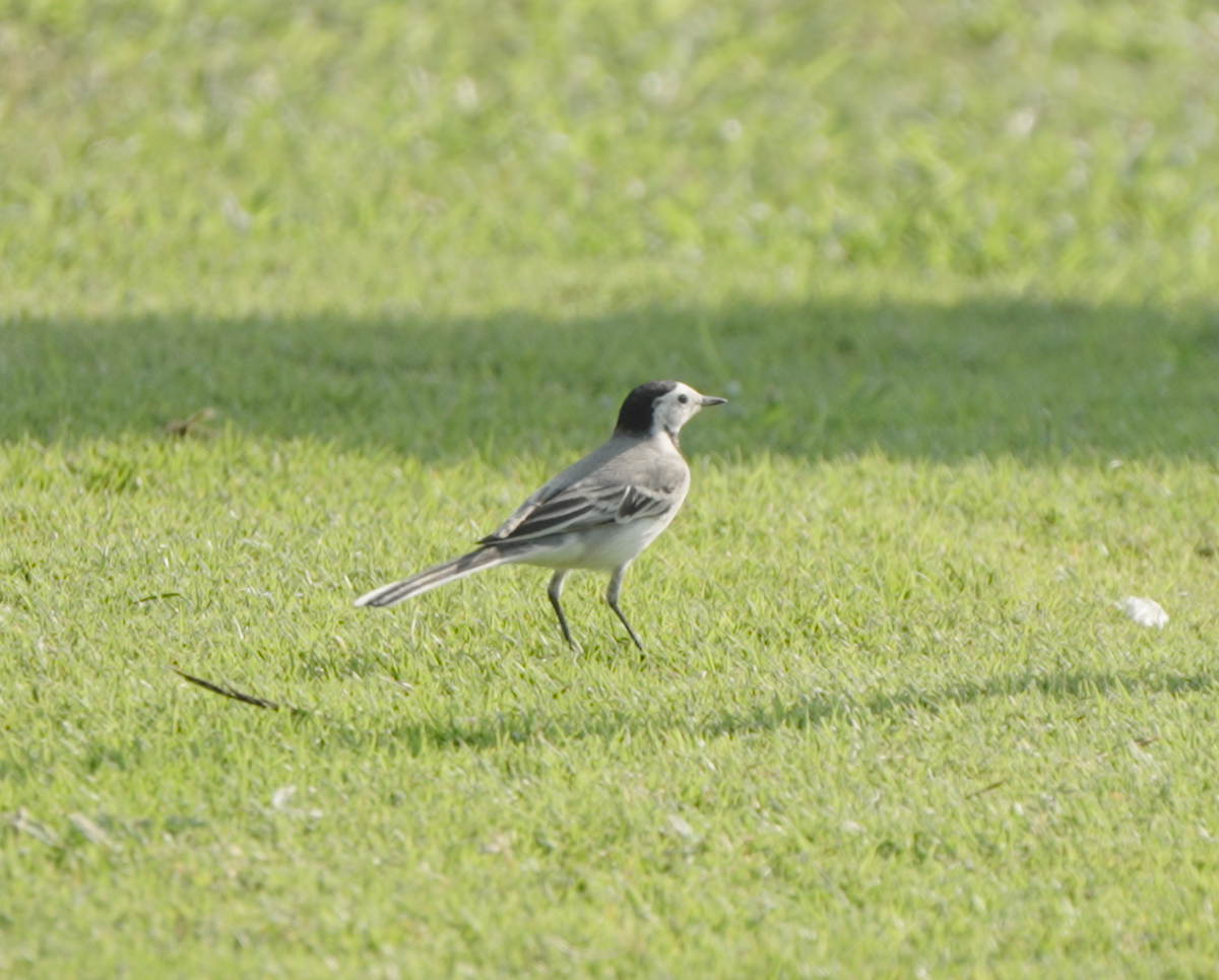 konipas bílý - ML646440184