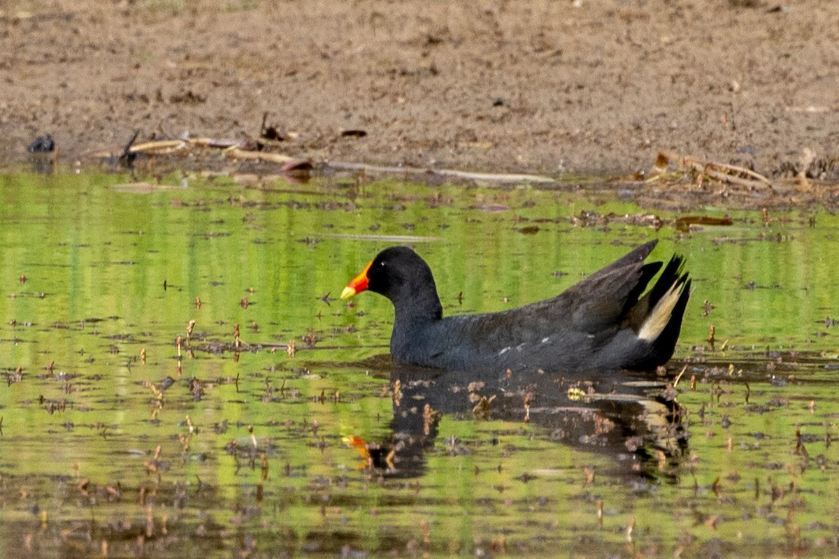 slípka tmavá - ML646440185