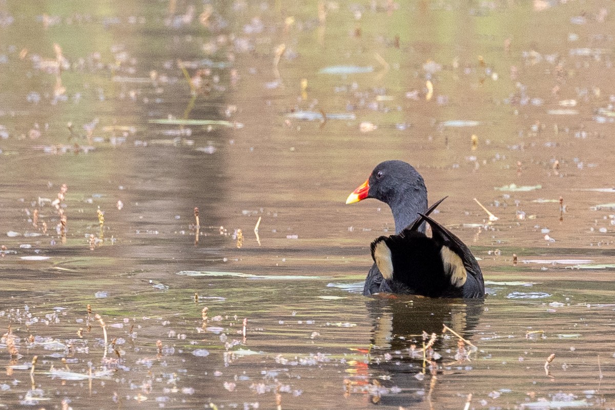 slípka tmavá - ML646440186