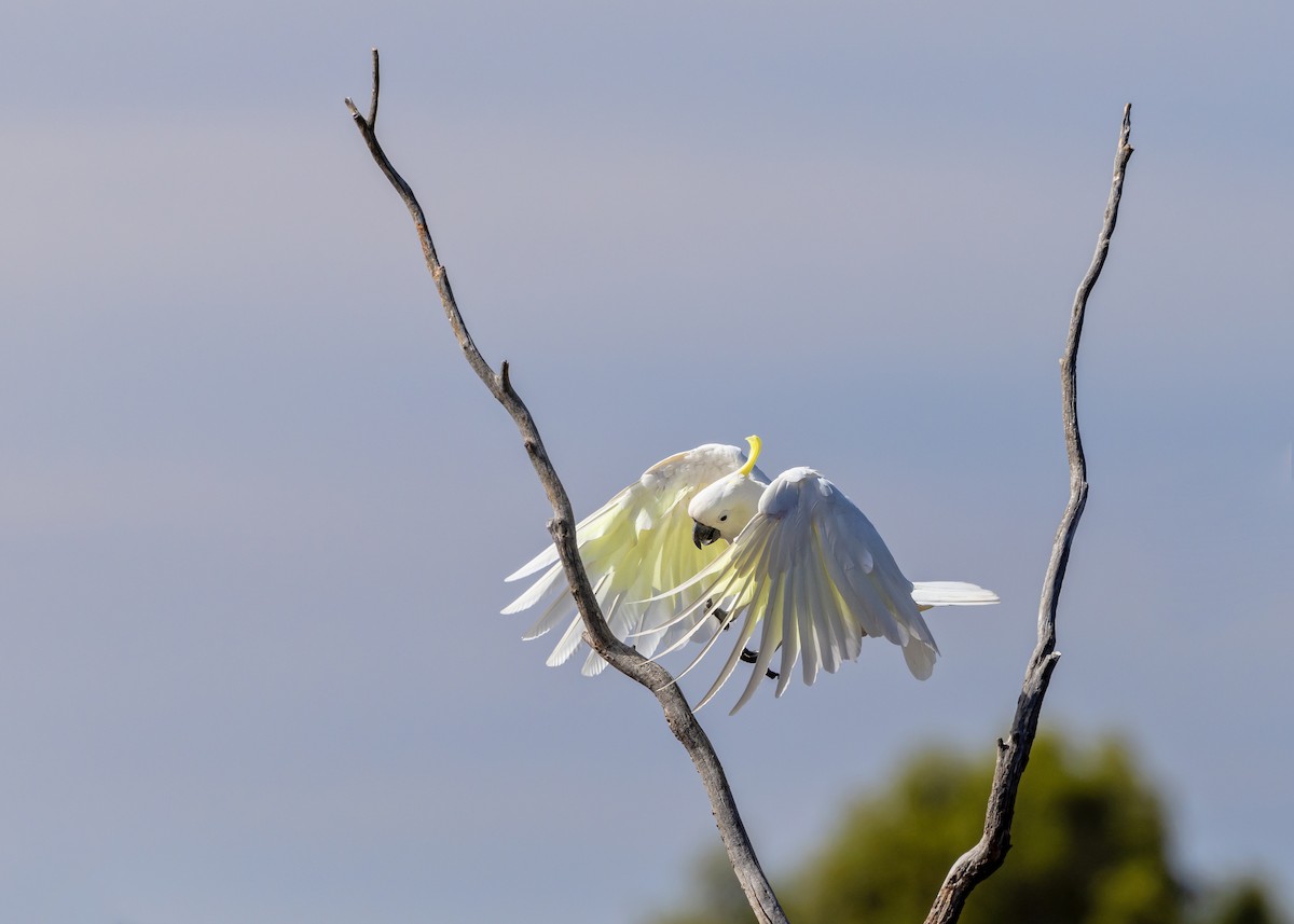 Sulphur-crested Cockatoo - ML646440187
