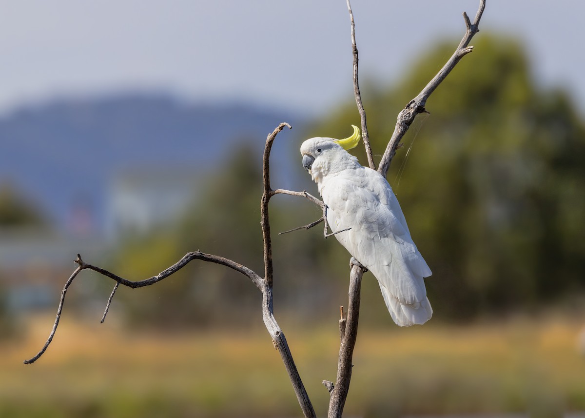 Sulphur-crested Cockatoo - ML646440189