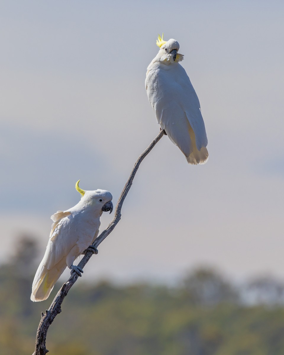 Sulphur-crested Cockatoo - ML646440190