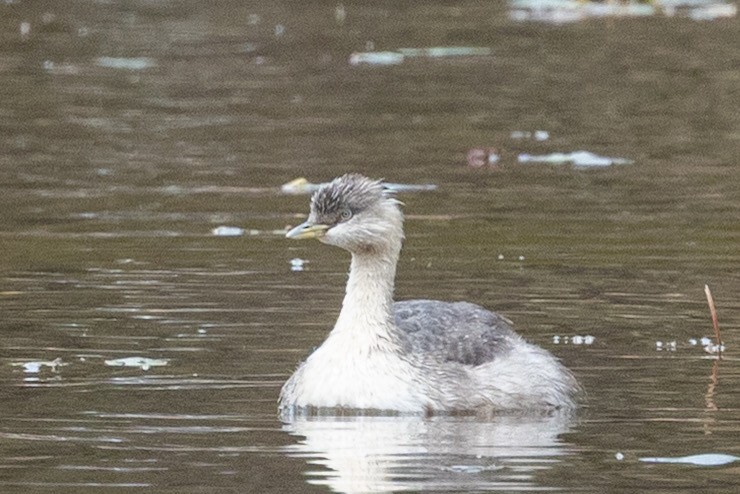 potápka šedohlavá - ML646440191