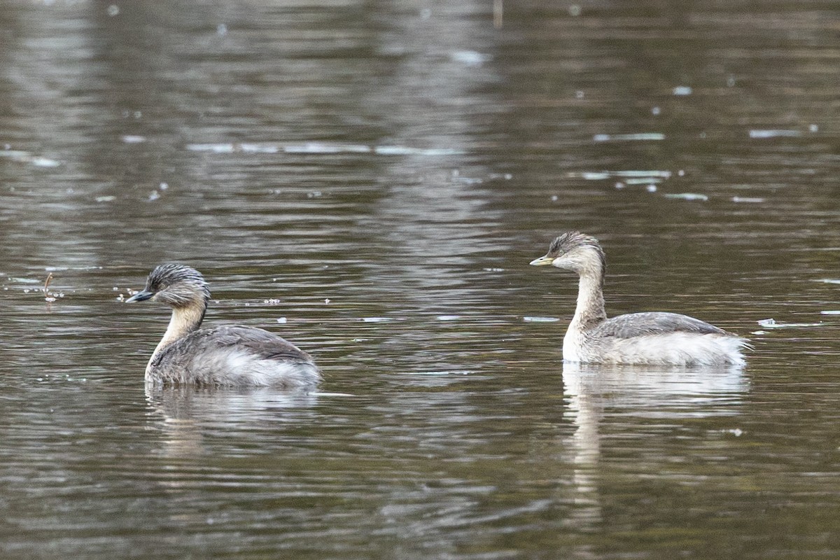 potápka šedohlavá - ML646440192