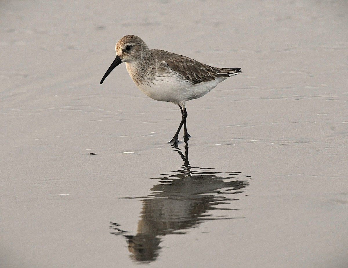 Хар элсэг - ML646440195