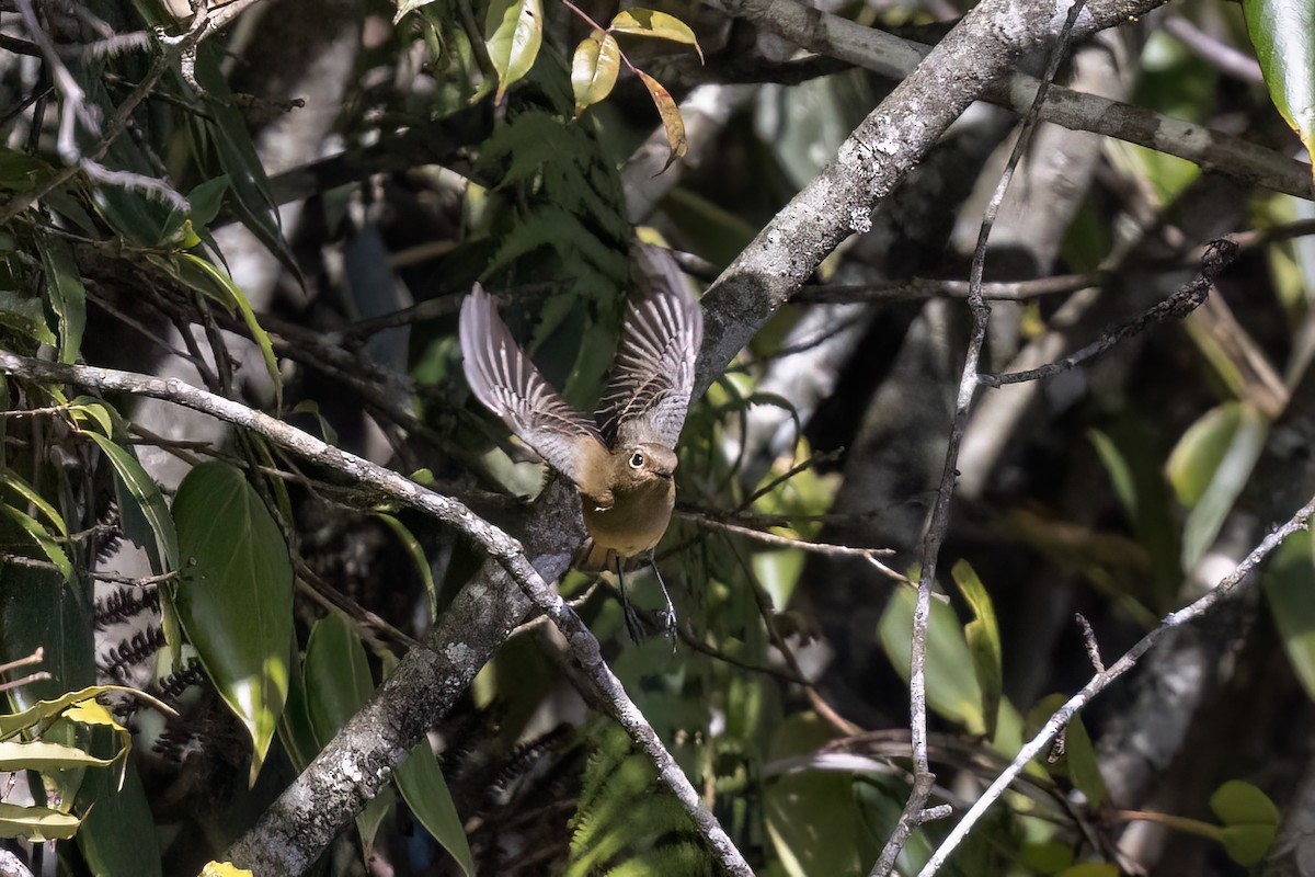 Blue-fronted Redstart - ML646440198