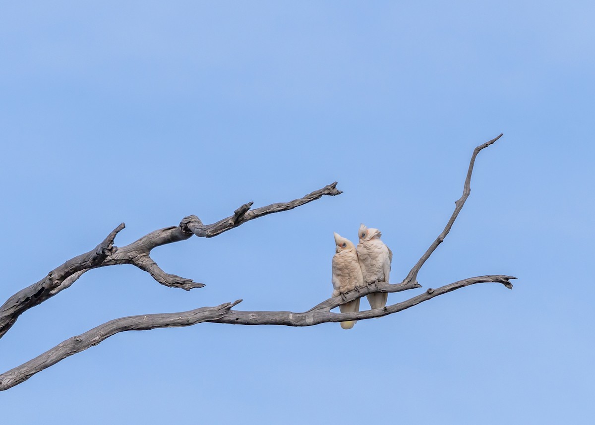 Little Corella - ML646440199