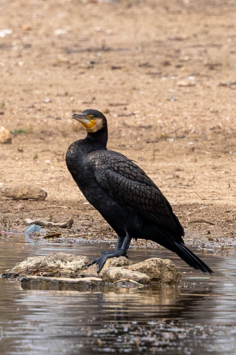 kormorán velký - ML646440201