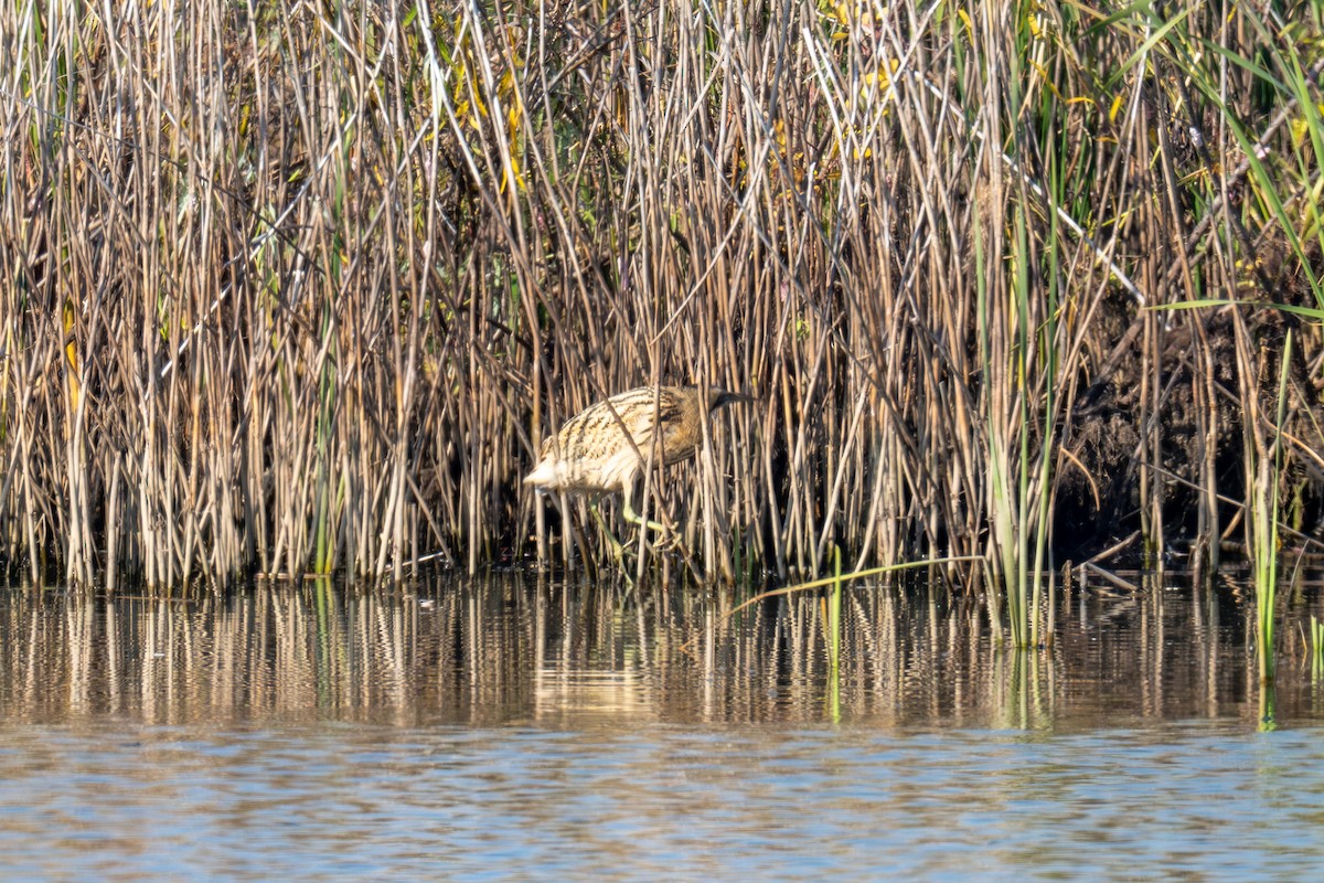 Eurasian Bittern - ML646440203