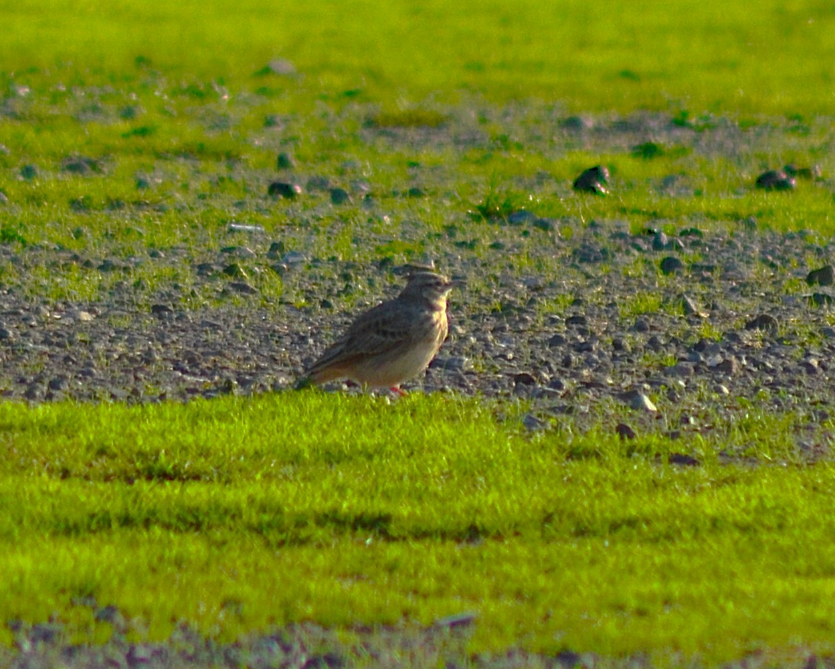 topplerke - ML646440205