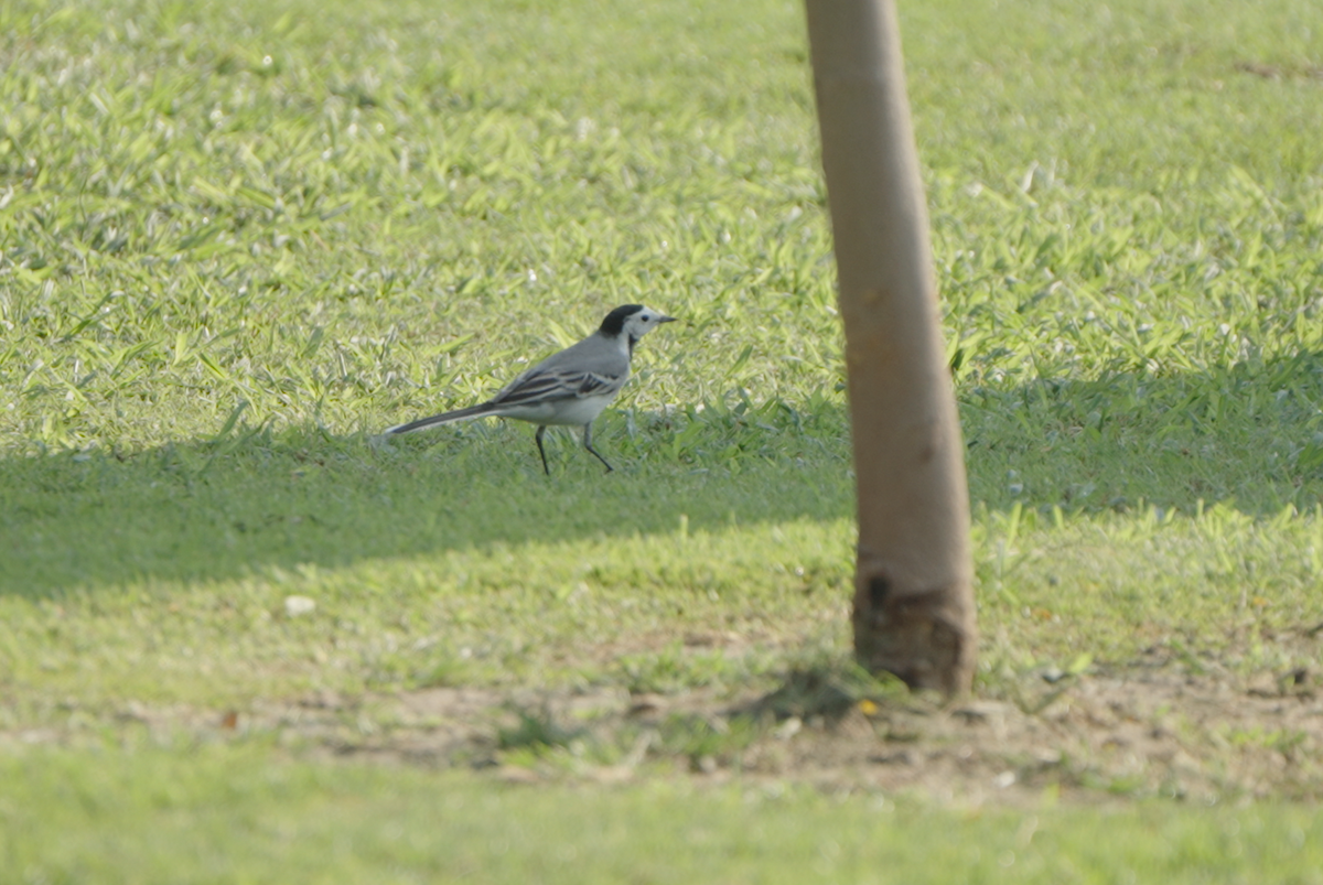 konipas bílý - ML646440206