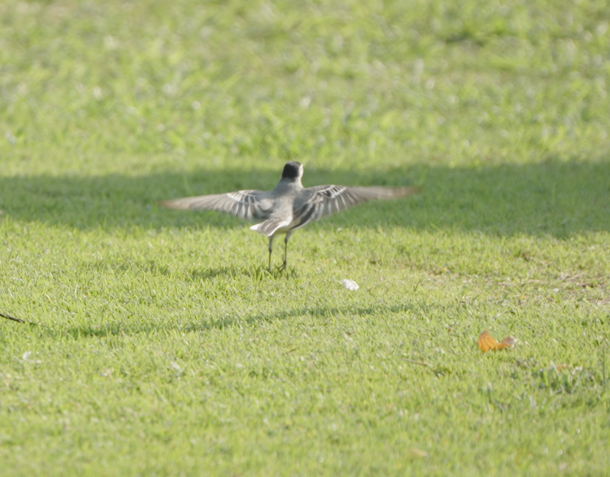 konipas bílý - ML646440207