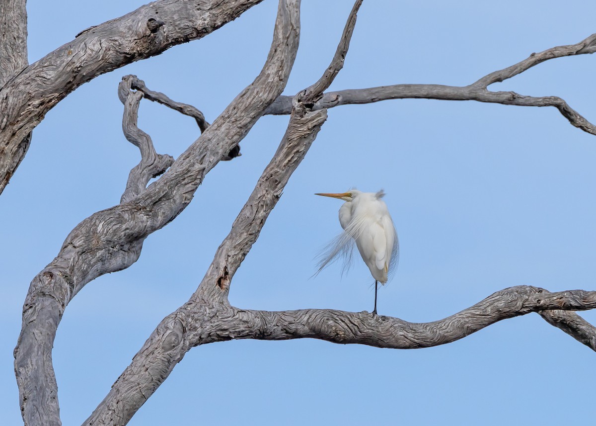 Great Egret - ML646440208